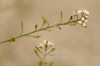 Graskers; Tall pepperwort; Lepidium graminifolium; Grassleaf pep