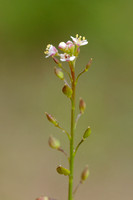 Graskers; Tall pepperwort;Lepidium graminifolium;