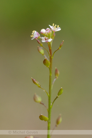 Graskers; Tall pepperwort;Lepidium graminifolium;