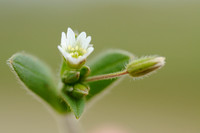 Gewone Hoornbloem - Common mouse-ear - Cerastium fontanum