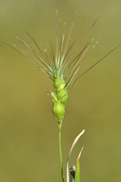 Ovate Goatgrass; Aegilops geniculata