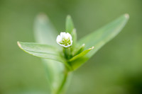 Glanzige Hoornbloem; Common Mouse-ear; Cerastium fontanum subsp.