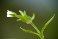 Glanzige Hoornbloem - Common Mouse-ear - Cerastium fontanum subsp. holosteoides