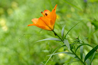 Roggelelie; Oranjelelie; Orange Lily; Lilium bulbiferum