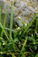 Glanzige Hoornbloem; Common Mouse-ear; Cerastium fontanum subsp.