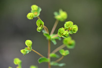 Euphorbia duvalii