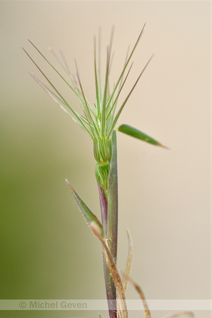Ovate Goatgrass; Aegilops geniculata