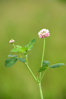Basterdklaver; Swedish clover; Trifolium hybridum