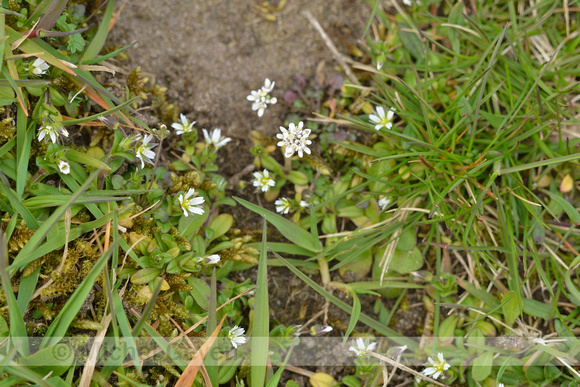Gewone Hoornbloem; Common mouse-ear; Cerastium fontanum