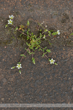 Gewone Hoornbloem; Common mouse-ear; Cerastium fontanum