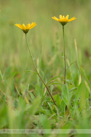 Koeienoog; Yellow ox-eye; Buphthalmum salicifolium
