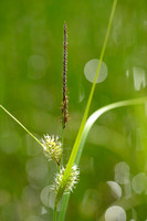 Blaaszegge; Bladder Sedge; Carex vesicaria