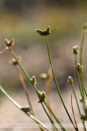 Low bulrush; Isolepis cernua