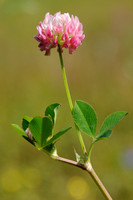 Basterdklaver - Swedish Clover - Trifolium hybridum