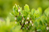 Rijsbes - Bog Bilberry - Vaccinium uliginosum subsp. microphyllum