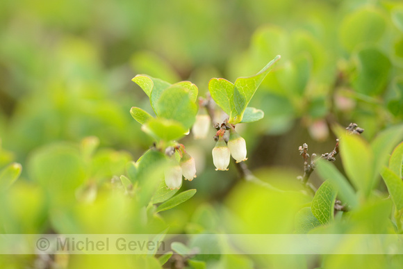 Rijsbes - Bog Bilberry - Vaccinium uliginosum subsp. microphyllum