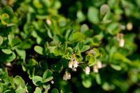 Rijsbes; Bog Bilberry; Vaccinium uliginosum subsp. Microphyllum