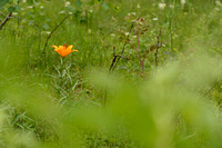 Roggelelie - Oranjelelie - Orange Lily - Lilium bulbiferum