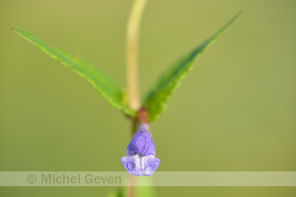 Blauw glidkruid; Common Skullcap; Scutellaria galericulata
