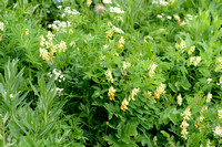 Lathyrus ochraceus subsp. occidentalis