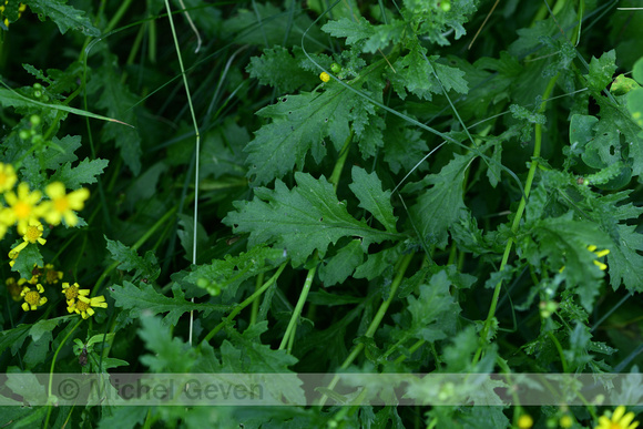 Glanzend kruiskruid; Oxford ragwort; Senecio squalidus subsp. rupestris
