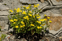 Glanzend Kruiskruid; Oxford ragwort; Senecio squalidus subsp. Ru