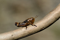 Dwergsprinkhaan - Common maquis Grasshopper - Pezotettix giornae