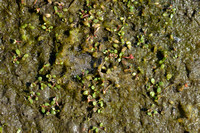 Gesteeld glaskroos; Six-stamened Waterwort; Elatine hexandra