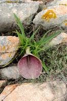 Dead-horse Arum; Helicodiceros muscivorus