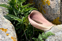 Dead-horse Arum; Helicodiceros muscivorus