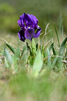 Gele dwerglis - Crimean Iris - Iris lutescens