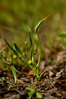 Ranunculus revellierii
