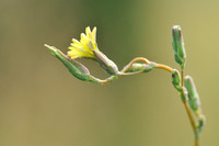 Kompassla; Prickly Lettuce; Lactuca serriola