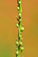 Bolletjesraket; Annual bastard cabbage; Rapistrum rugosum subsp. orientale