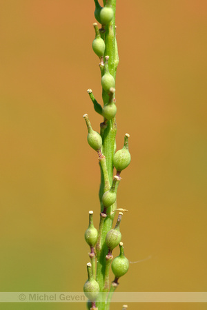 Bolletjesraket; Annual bastard cabbage; Rapistrum rugosum subsp. orientale