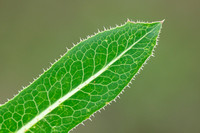 Kompassla; Prickly Lettuce; Lactuca serriola