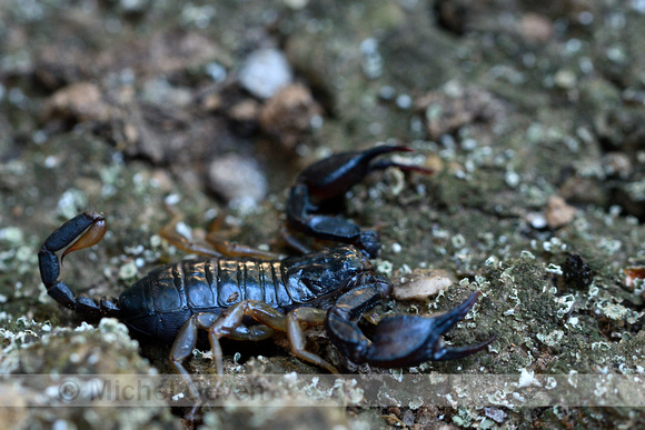 Europese zwarte schorpioen; European yellow-tailed scorpion; Euscorpius flavicaudis