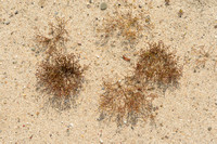 Uitstaande vetmuur; Annual Pearlwort; Sagina apetala subsp. erecta