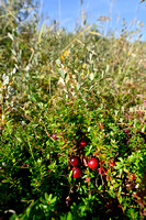 Grote veenbes; Cranberry; Vaccinium macrocarpon