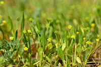 Ranunculus revellierii