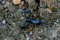 Europese zwarte schorpioen - European yellow-tailed scorpion - Euscorpius flavicaudis