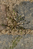 Uitstaande vetmuur; Annual pearlwort; Sagina micropetala