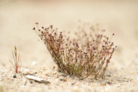 Uitstaande vetmuur - Annual Pearlwort - Sagina apetala subsp. erecta