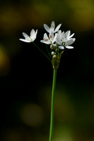 Hairy Garlic; Allium subhirsutum