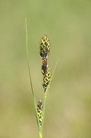 Knotszegge; BuxbaumÕs sedge; Carex buxbaumii