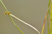 Spiraalruppia - Spiral Tasselweed - Ruppia cirrhosa
