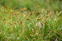 Gele zegge; Large yellow-sedge; Carex flava