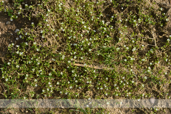 Vogelmuur; Common Chickweed; Stellaria media
