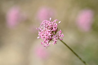 Smalbladige spoorbloem; Centranthus angustifolius;