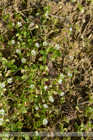 Vogelmuur; Common Chickweed; Stellaria media